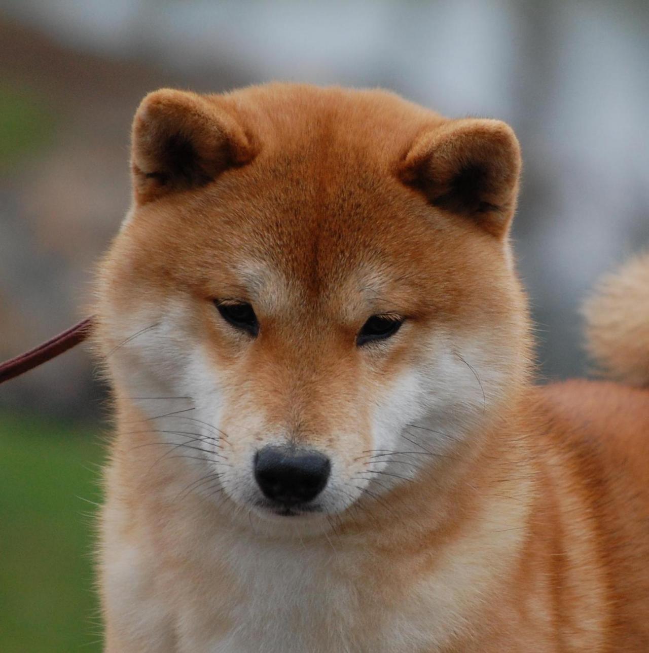 shiba inu breeders Goldkress' Tamina