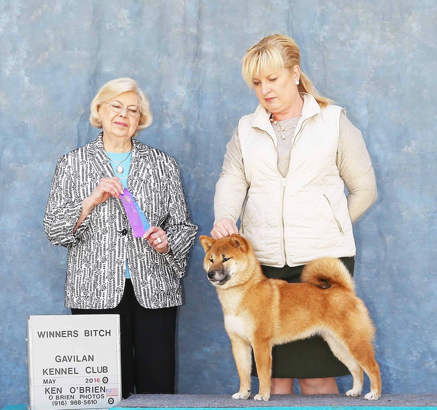 shiba inu breeder Des Mar
