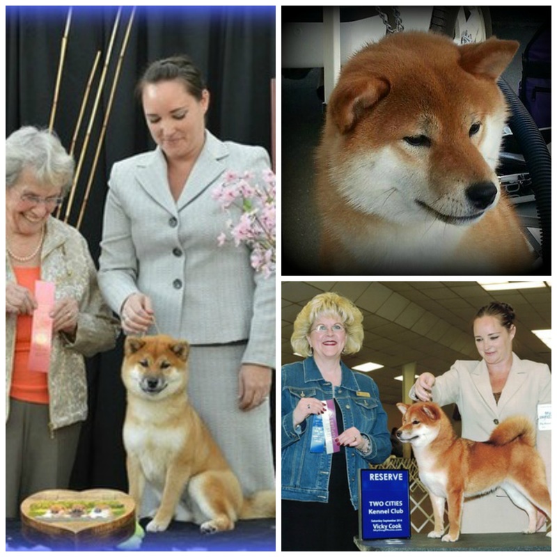 shiba inu breeders Des-mar mari