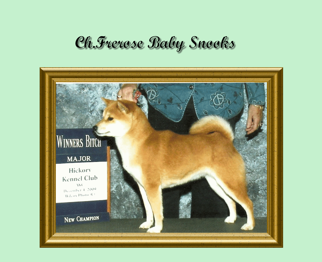 shiba inu breeder in south carolina