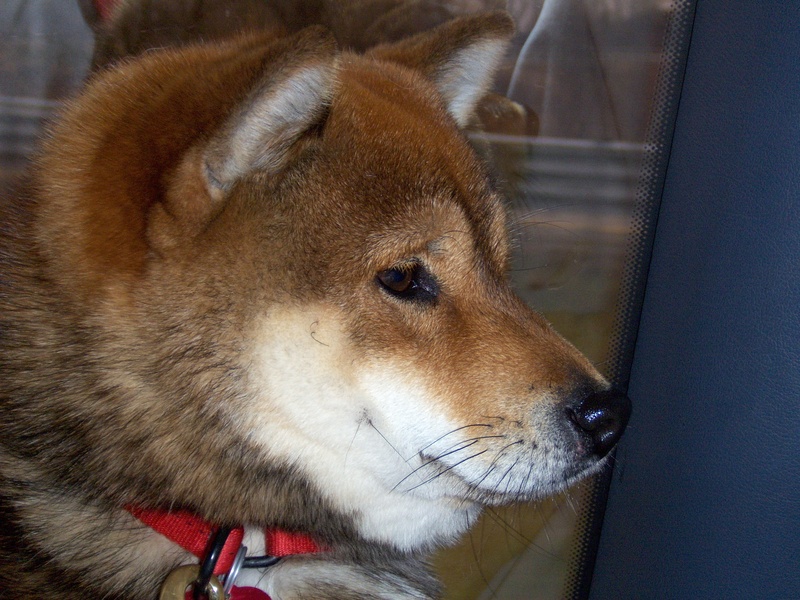 shiba inu breeders rexann shibas