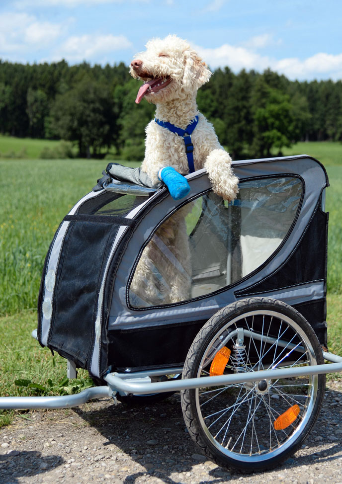 dog bikes trailer
