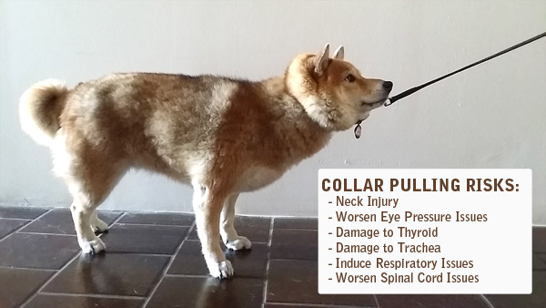 dangers of collars for Shiba Inus