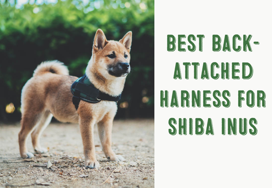 back attach harness for shiba inus