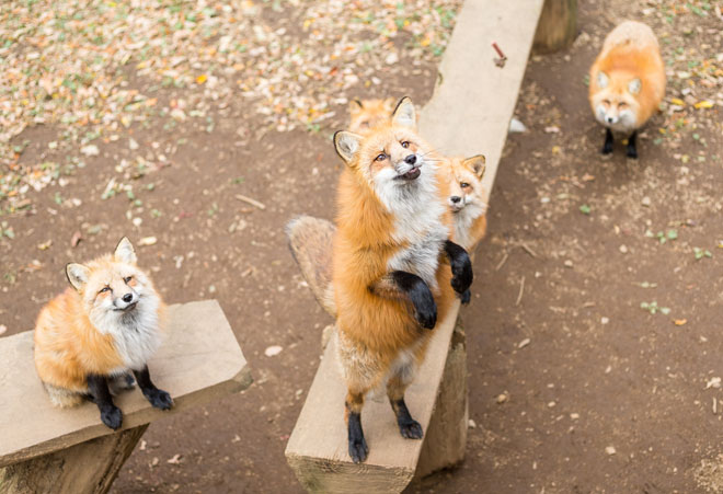 red foxes at Zao park in Japan