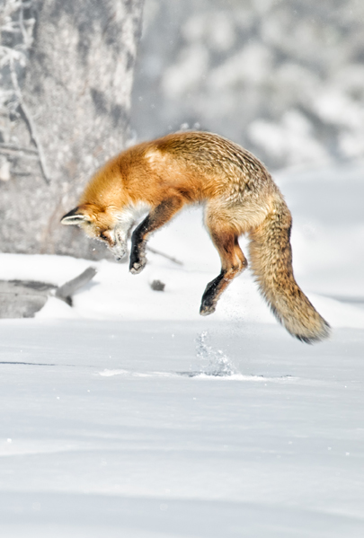 red fox pouncing hunting prey in snow