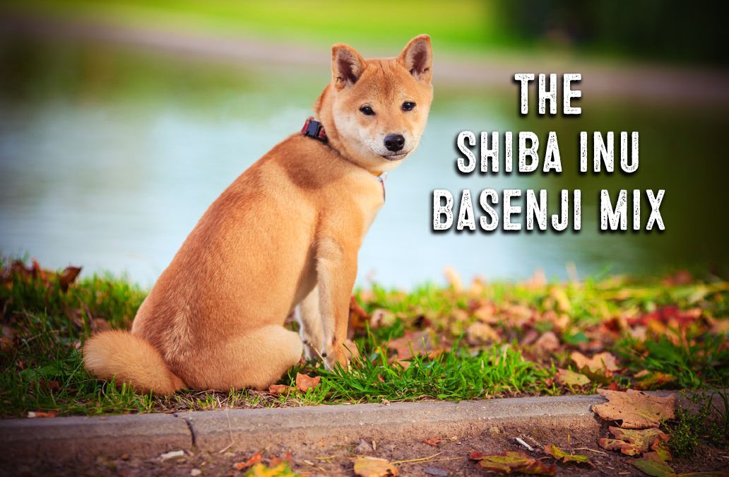 Shiba Inu Basenji Mix Facts and Information - My First ...