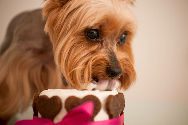 dog licking dog birthday cake