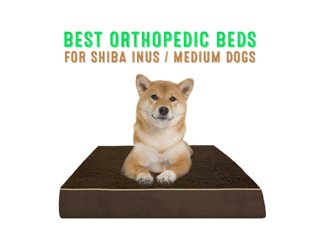 Best Orthopedic Dog Beds for Shiba Inus / Medium Dog ...