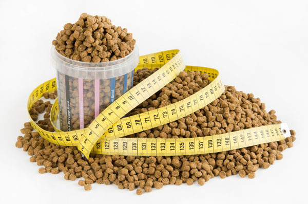 measured amount of dog food