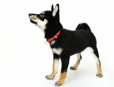 AdobeStock_98762690_reduced.jpg black and tan shiba inu puppy looking up for a puppy treat