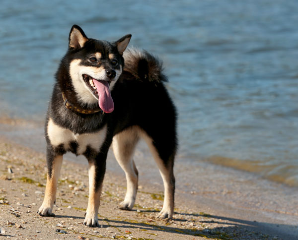 Depositphotos_132941452_reduced.jpg happy black and tan shiba inu