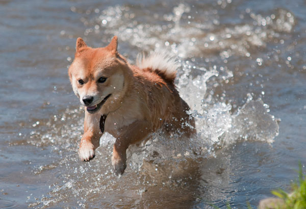 Depositphotos_61449709_reduced.jpg Shiba inu dog jumping in water