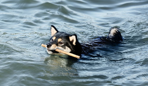 Depositphotos_136067990_reduced.jpg shiba inu dog fetching stick in lake water
