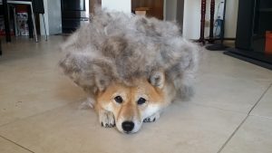 should i groom my shiba inu