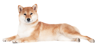 adult shiba lying done