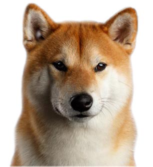 shiba inu head portrait