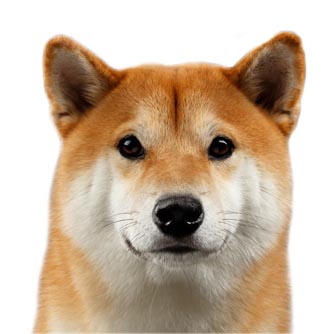 shiba inu portrait