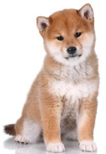 purebred shiba inu puppy