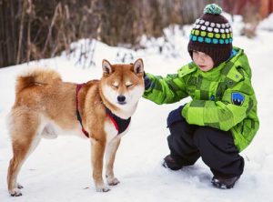 shiba inu and children