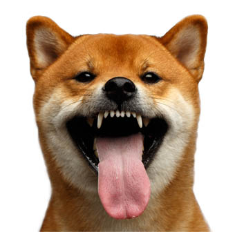 shiba inu head portrait