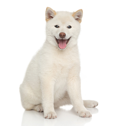 cream shiba inu