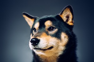 pensive black and tan shiba inu