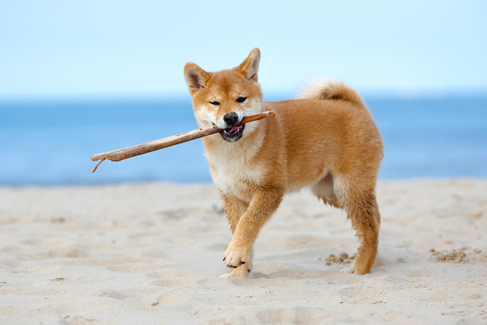 shiba inu puppy playing fetch