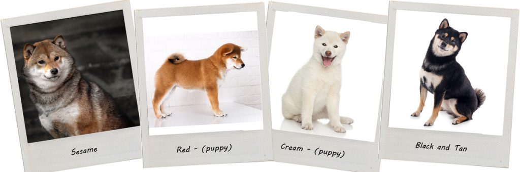 Different 2024 shiba breeds