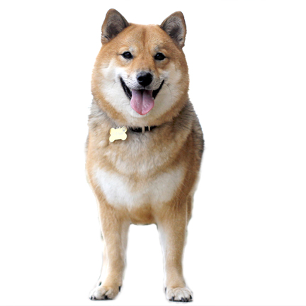 Shiba Inu Appearance - My First Shiba Inu