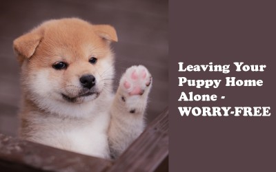 Leave Your Puppy Alone With No Fear