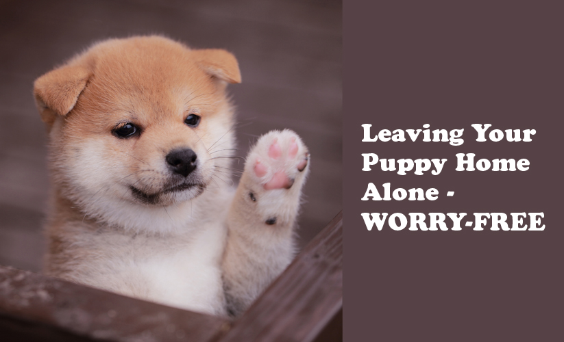 Leave Your Puppy Alone With No Fear My First Shiba Inu