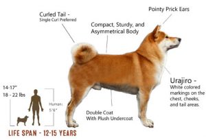 Shiba Inu Appearance - My First Shiba Inu