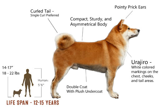 shiba inu size and weight graph