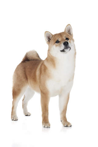 small akita