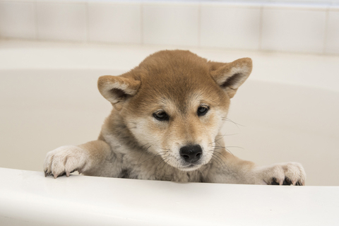 Shiba Inu puppy bathing