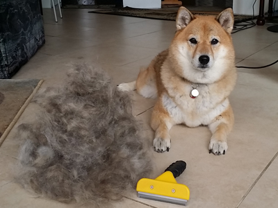 should i groom my shiba inu