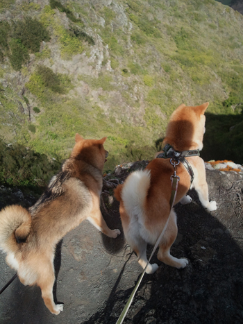 two shiba inu's hiking in the mountains