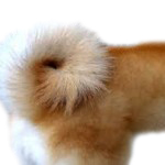 shiba inu sickle tail