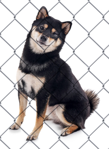 shiba inu in a shelter