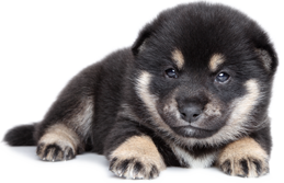black shiba inu puppy