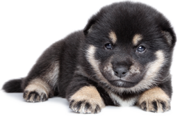 shiba inu purebred price