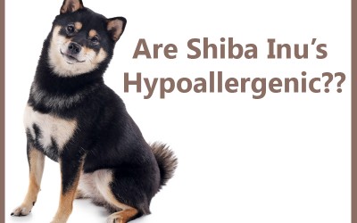 Are Shiba Inu’s Hypoallergenic?