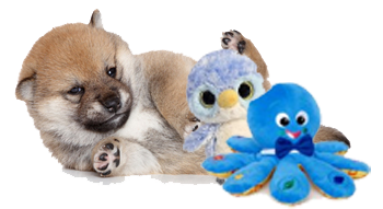 shiba inu puppy and toys