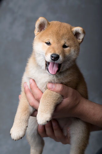 adorable shiba inu puppy