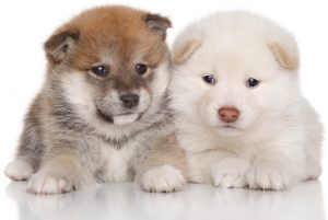 shiba puppy cost