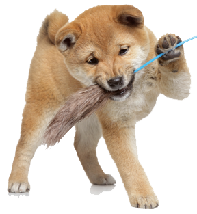 How Much Do Shiba Inu Puppies Cost My First Shiba Inu