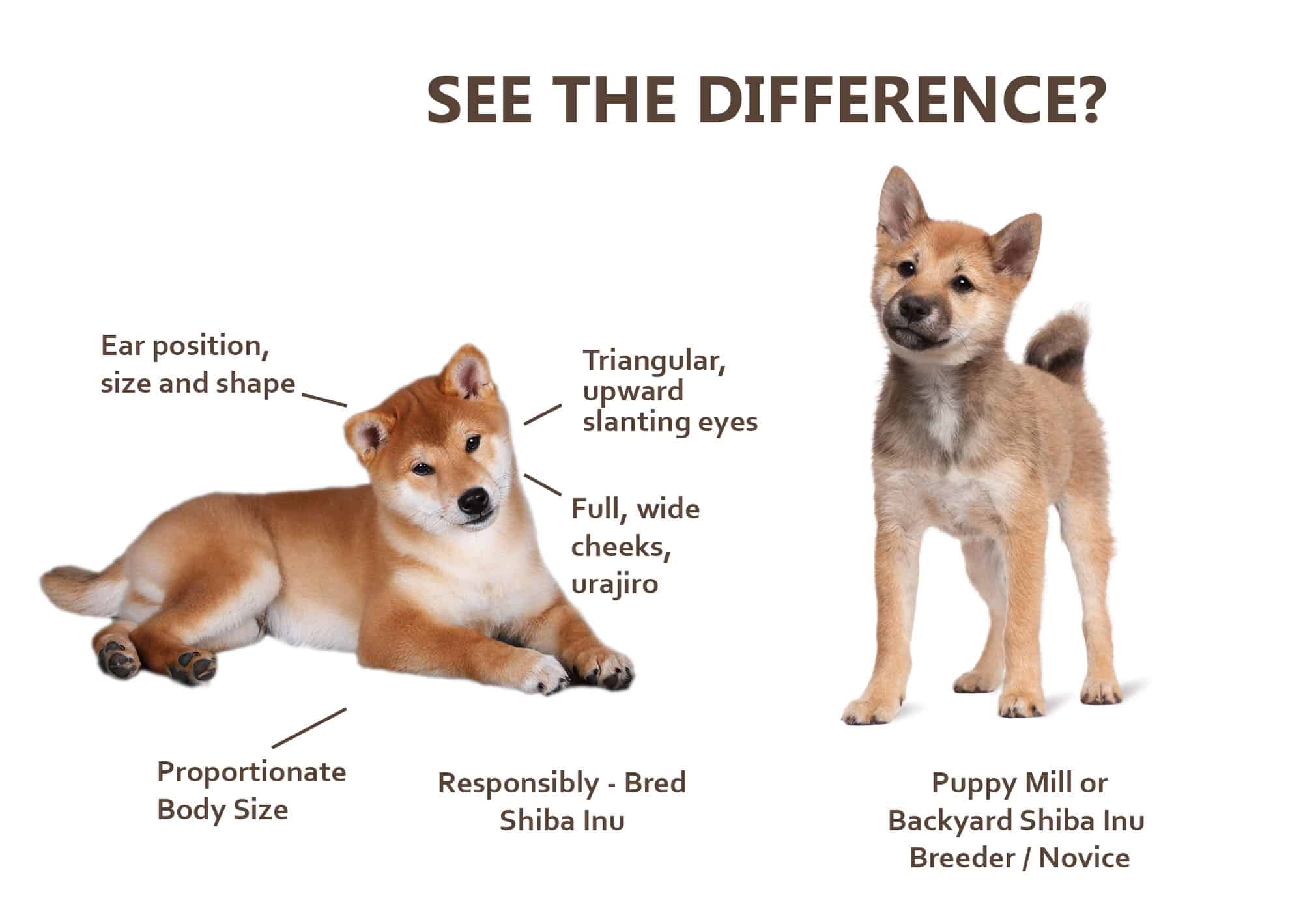 examples of correct shiba inu puppies