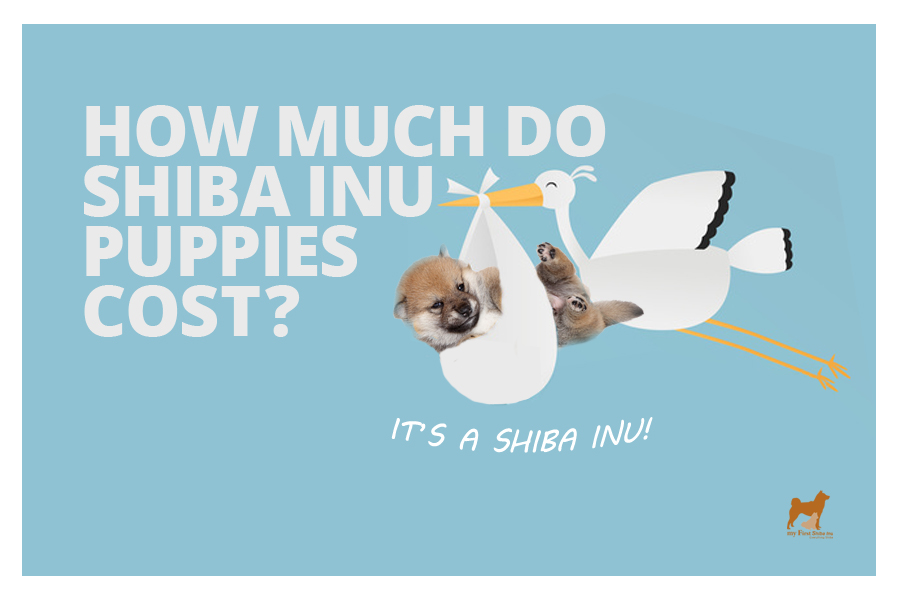 how much do shiba inus cost