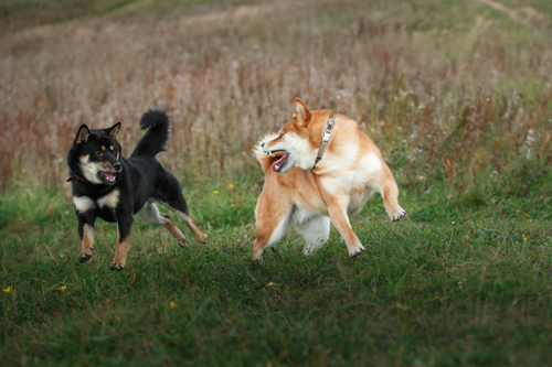 Shiba Inu Lifespan How Long Do Shiba Inus Live My First